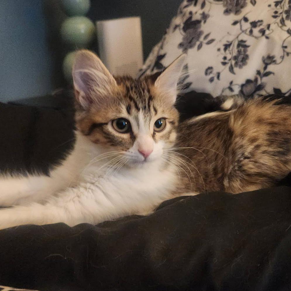 Enlarge Polly, a Adoptable Domestic Medium Hair in Fulton, MO image 1/1