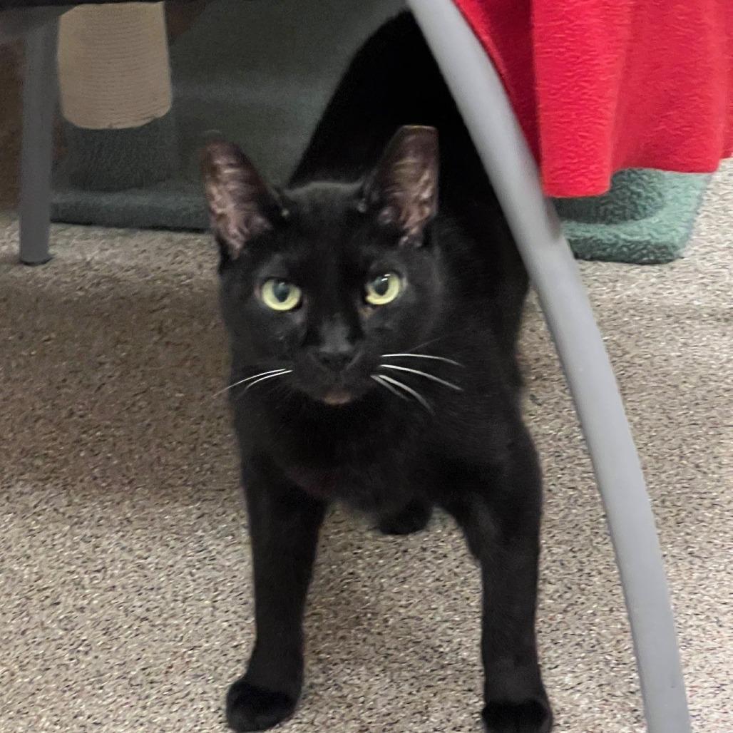 Enlarge Fletcher, a Adoptable Domestic Short Hair in Sarasota, FL image 1/6