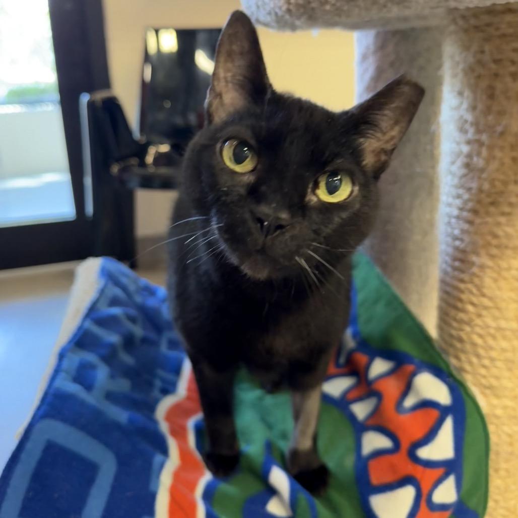 Enlarge Fletcher, a Adoptable Domestic Short Hair in Sarasota, FL image 2/6
