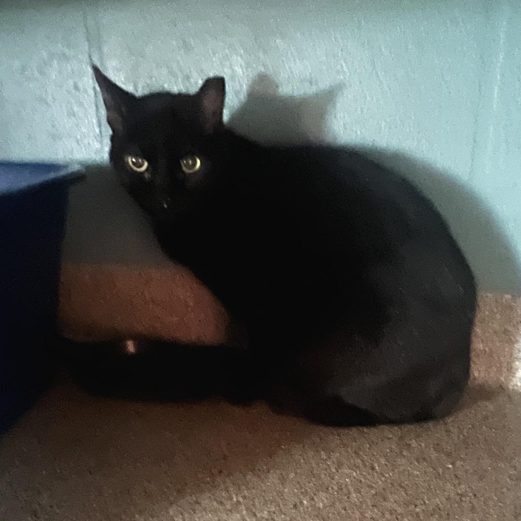 Enlarge Fletcher, a Adoptable Domestic Short Hair in Sarasota, FL image 3/6