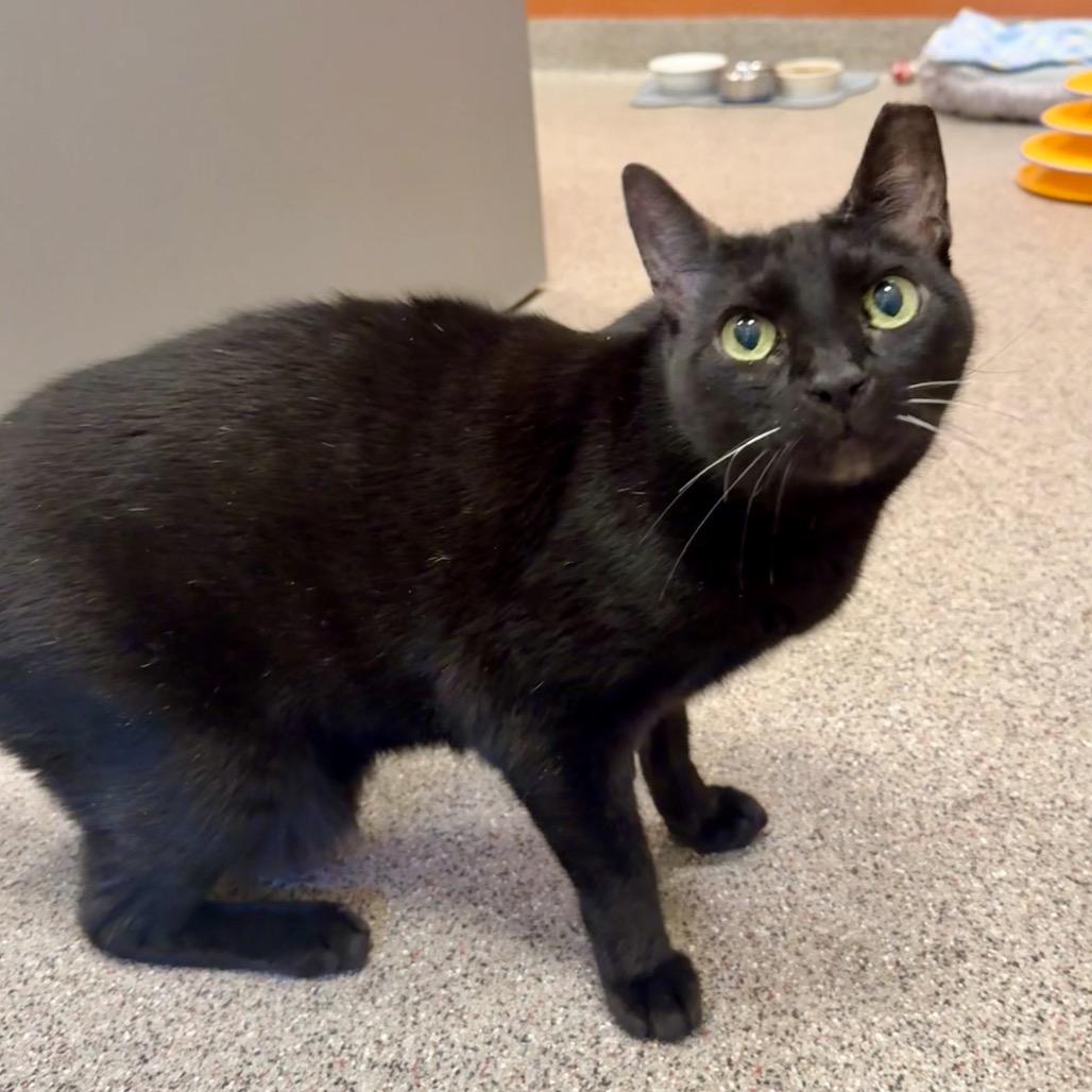 Enlarge Fletcher, a Adoptable Domestic Short Hair in Sarasota, FL image 4/6