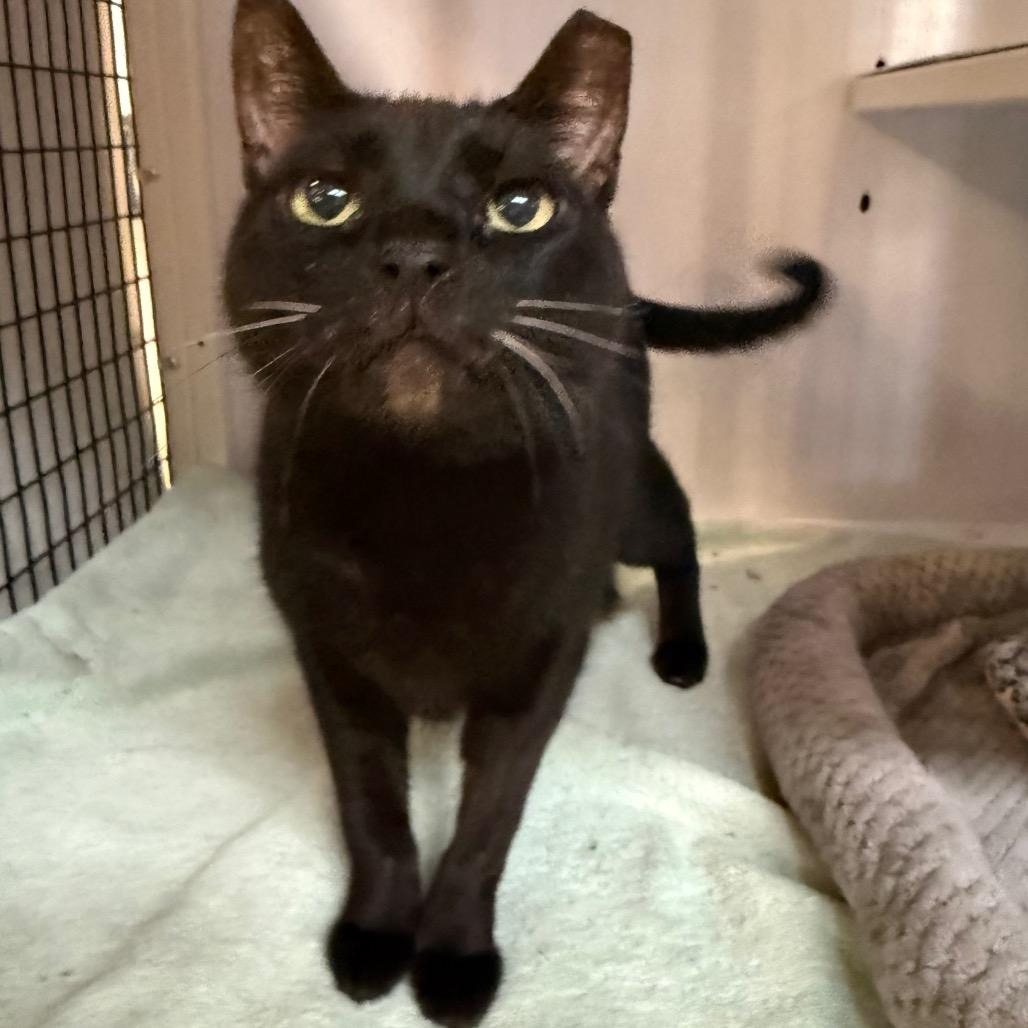 Enlarge Fletcher, a Adoptable Domestic Short Hair in Sarasota, FL image 5/6
