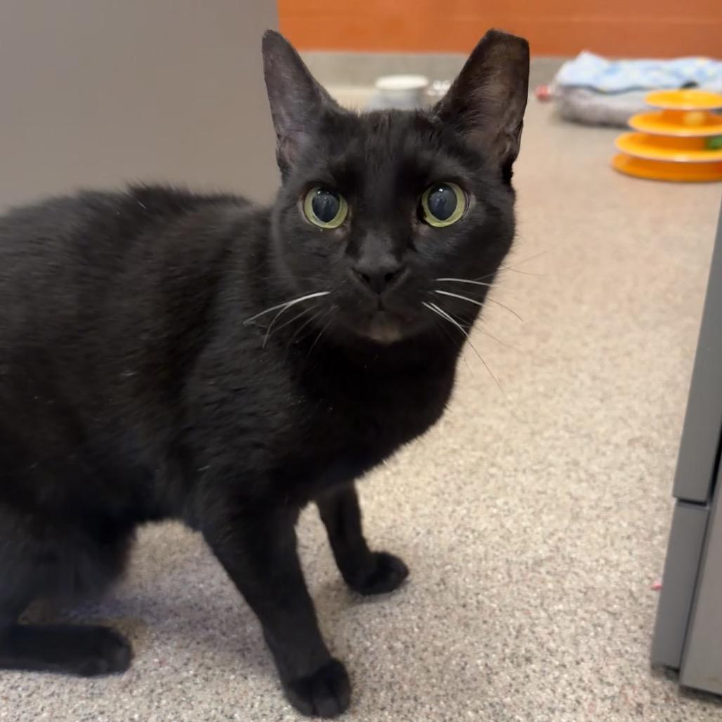 Enlarge Fletcher, a Adoptable Domestic Short Hair in Sarasota, FL image 6/6