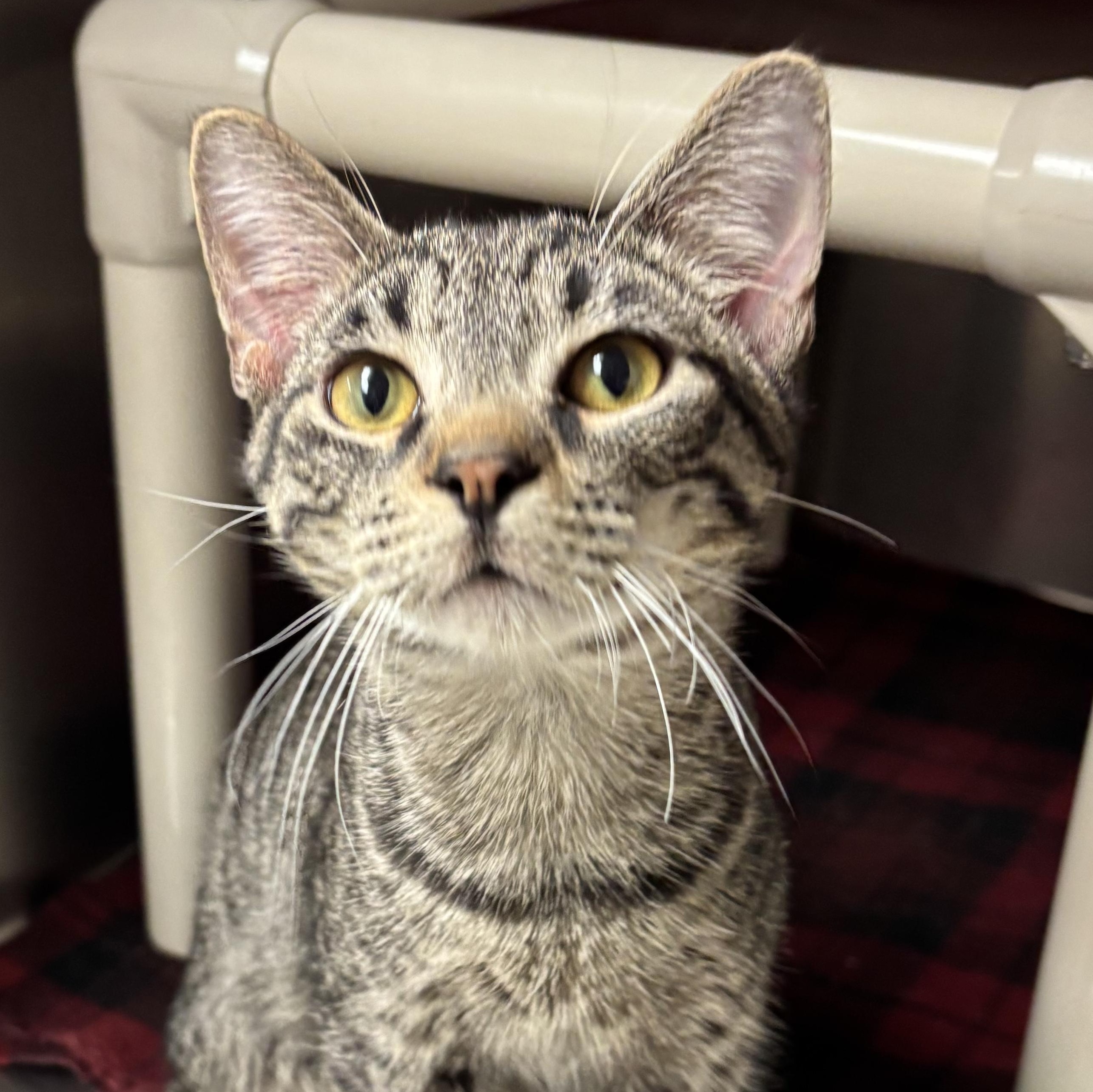 Enlarge Polo, a Adoptable Domestic Short Hair in Chippewa Falls, WI image 1/1