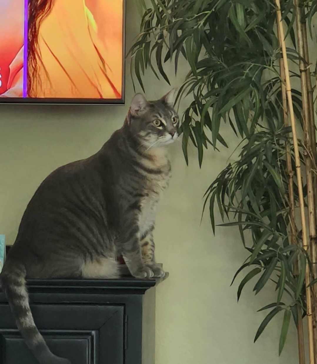 Enlarge Soul Man, a Adopted mixed breed in Chandler, AZ image 1/3