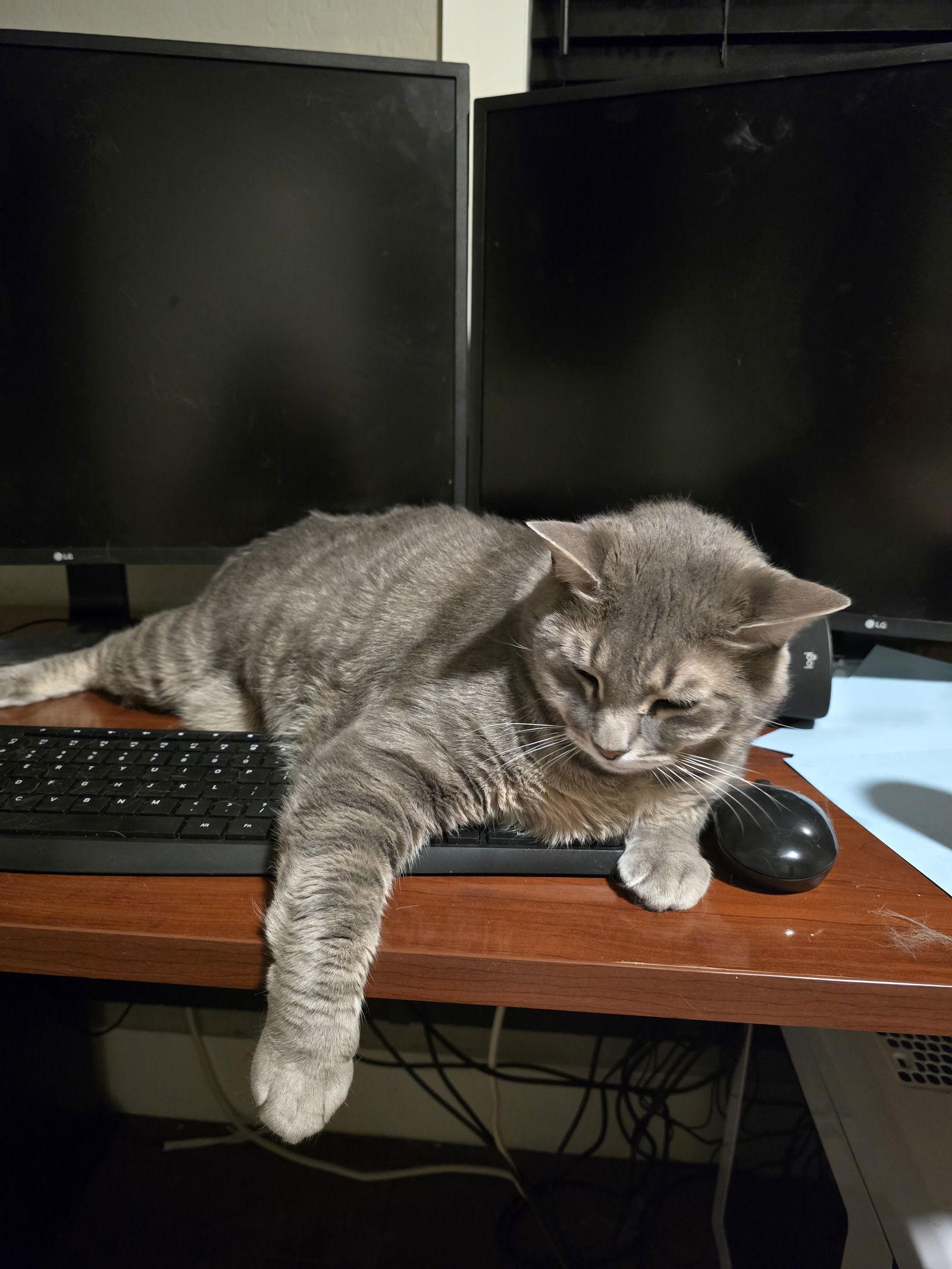 Enlarge Soul Man, a Adopted mixed breed in Chandler, AZ image 2/3