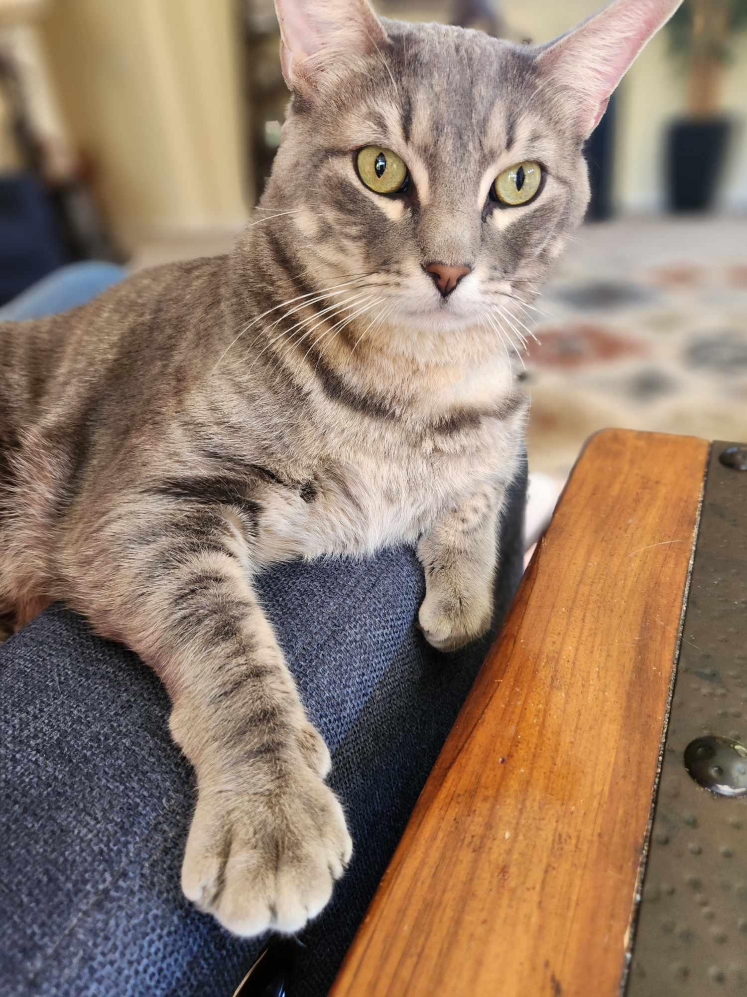 Enlarge Soul Man, a Adopted mixed breed in Chandler, AZ image 3/3