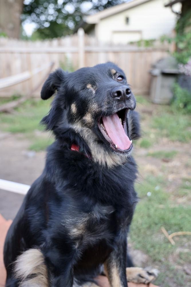Sneakers, a Adoptable mixed breed in Plymouth, MN image 1/6