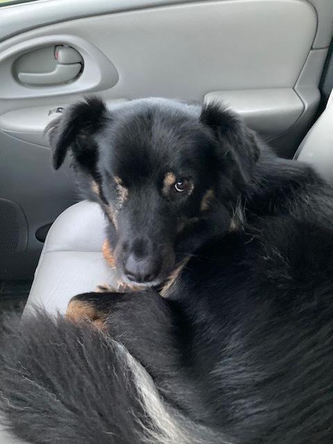 Enlarge Sneakers, a Adoptable mixed breed in Plymouth, MN image 3/6