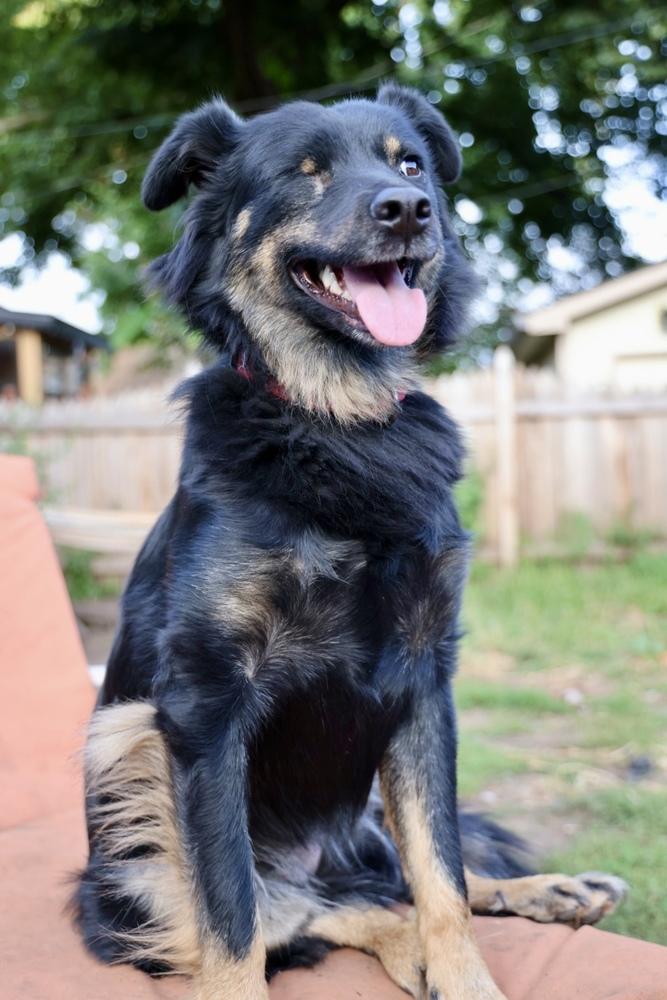 Sneakers, a Adoptable mixed breed in Plymouth, MN image 2/6