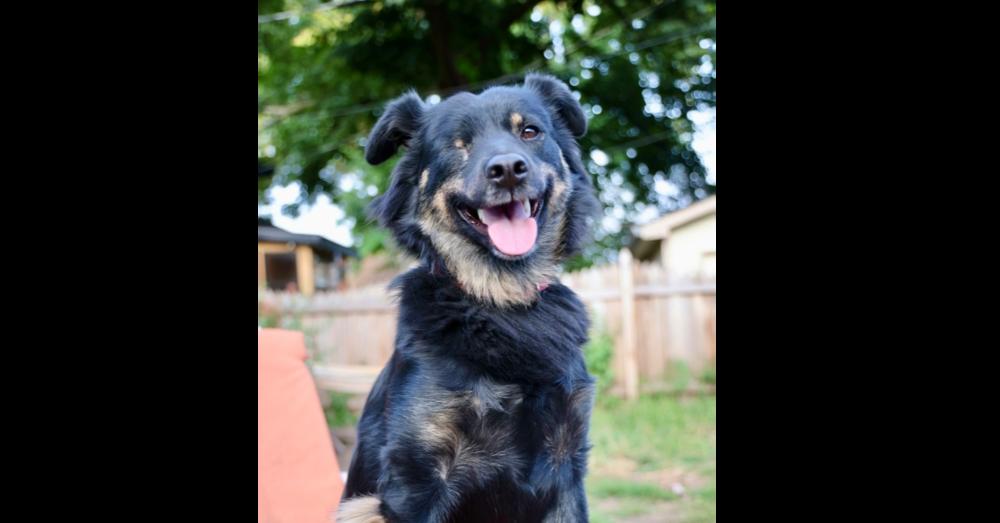 Sneakers, Adoptable, Adult Female Australian Shepherd & Shepherd.