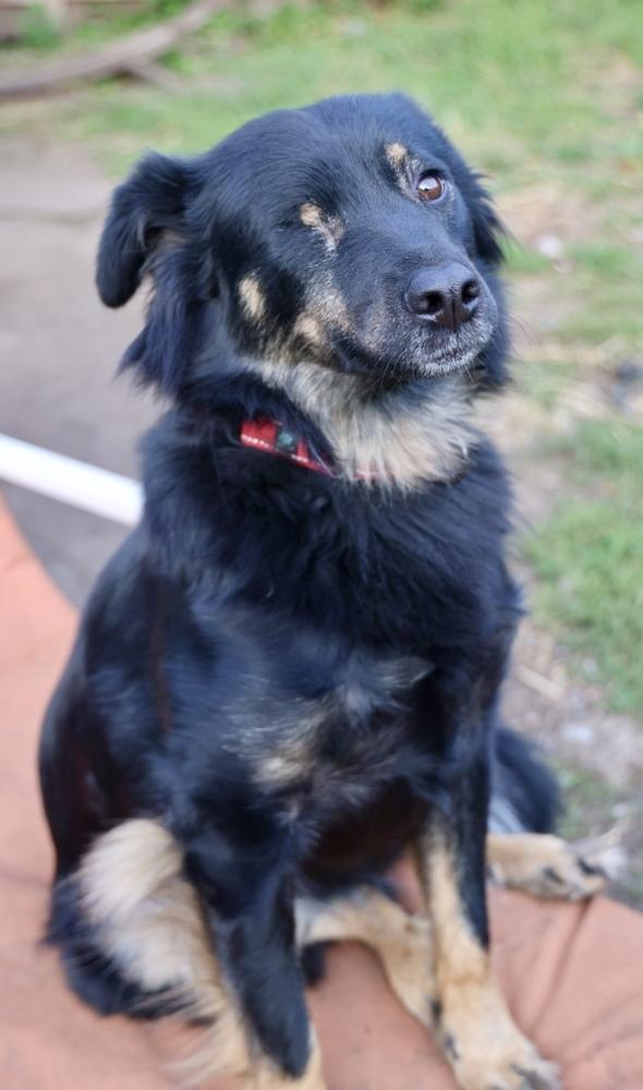 Sneakers, a Adoptable mixed breed in Plymouth, MN image 6/6
