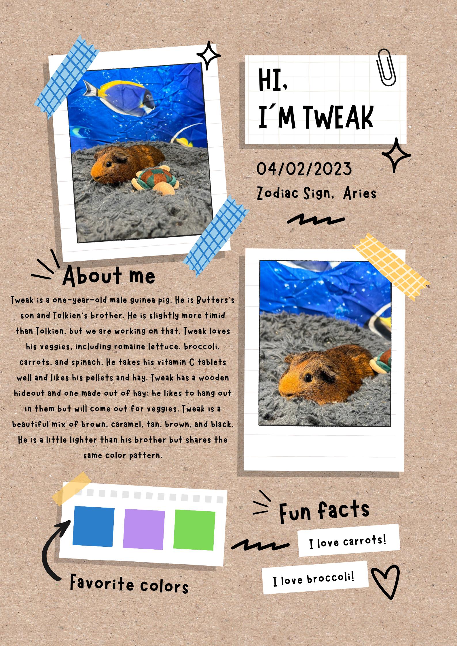 Enlarge Tweak, an adoptable Guinea Pig in Huntington, WV image 1/6