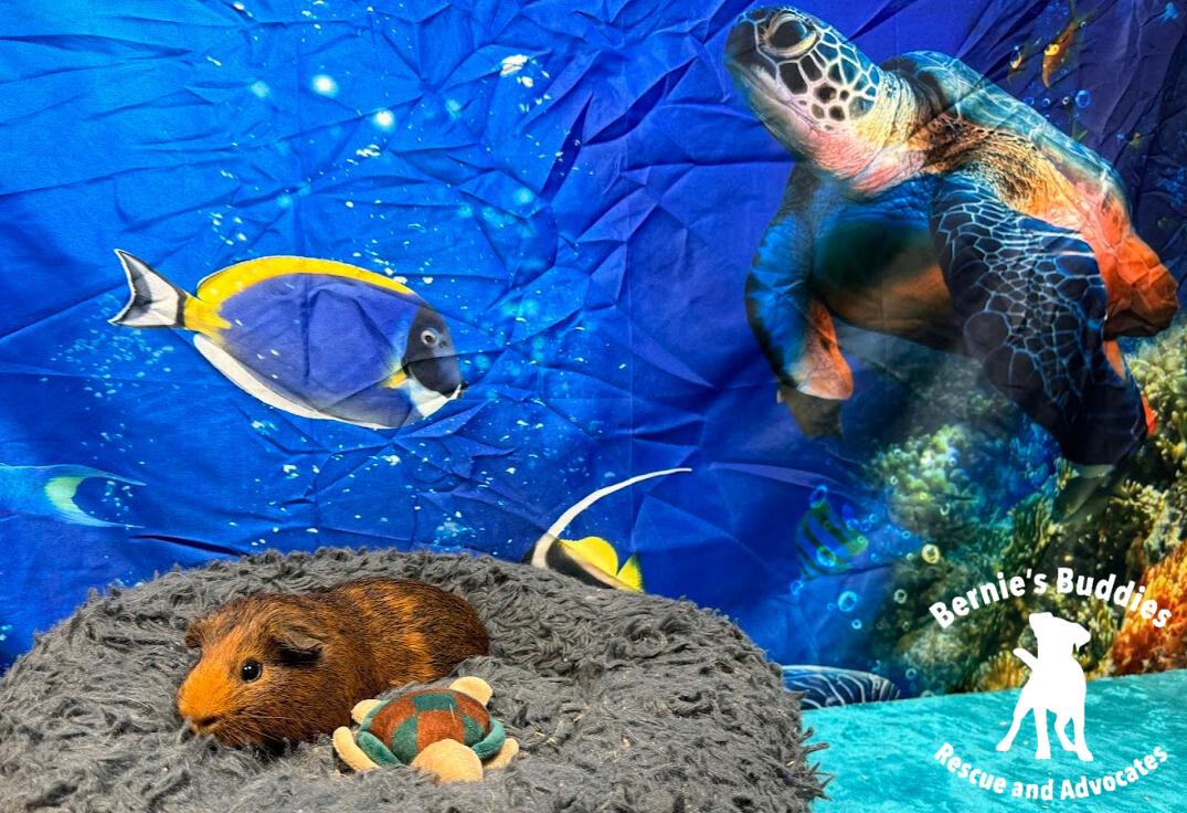 Enlarge Tweak, an adoptable Guinea Pig in Huntington, WV image 2/6