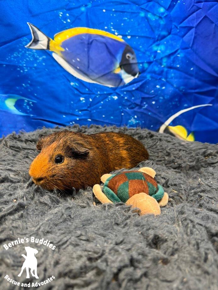 Enlarge Tweak, an adoptable Guinea Pig in Huntington, WV image 3/6