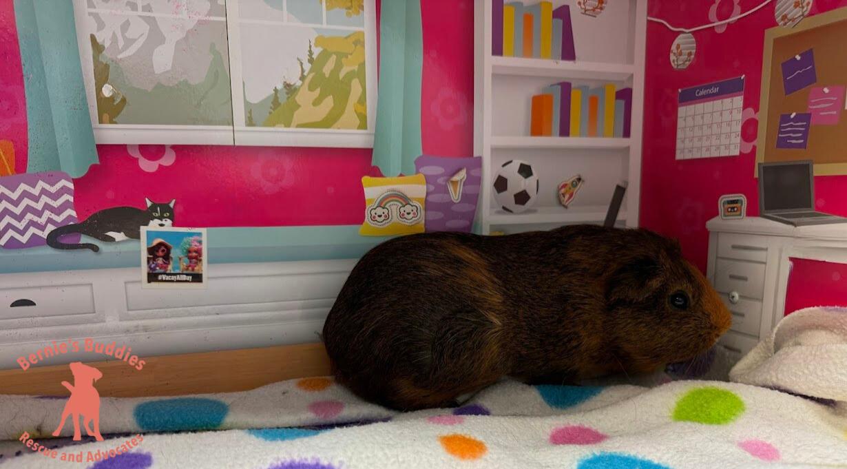 Enlarge Tweak, an adoptable Guinea Pig in Huntington, WV image 4/6