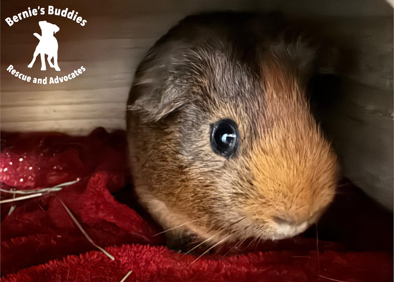 Enlarge Tweak, an adoptable Guinea Pig in Huntington, WV image 5/6