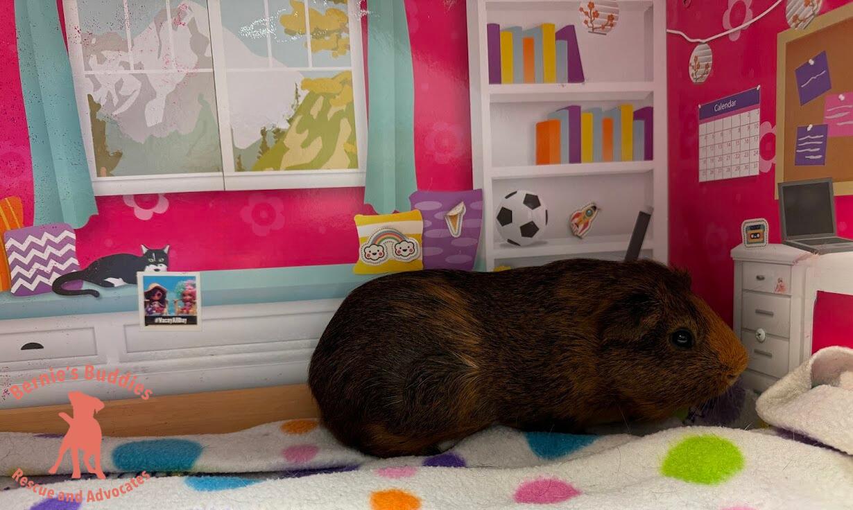 Enlarge Tweak, an adoptable Guinea Pig in Huntington, WV image 6/6