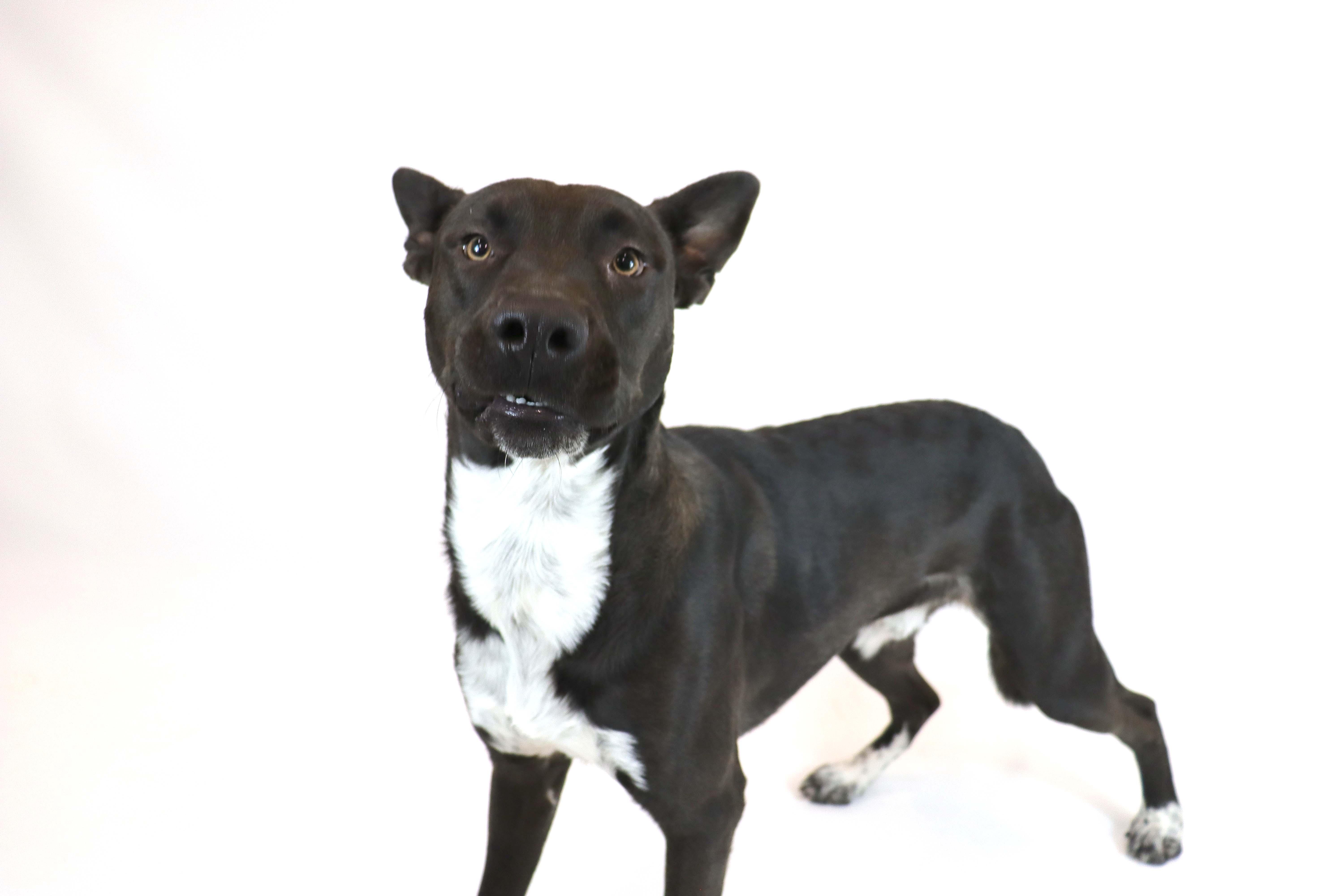 Finn, Adoptable, Young Male Australian Cattle Dog / Blue Heeler & Pit Bull Terrier.