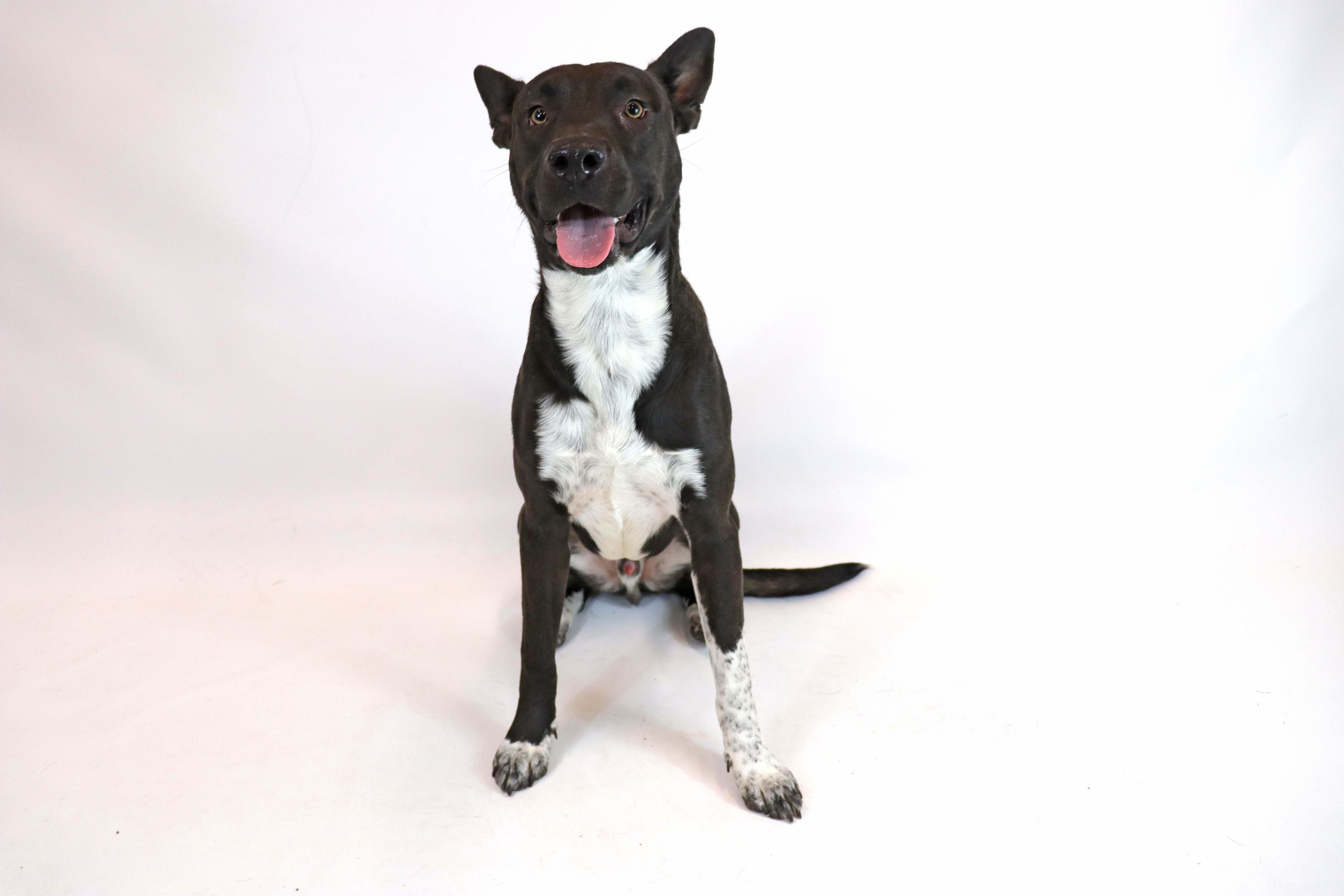 Enlarge Finn, a Adoptable mixed breed in Clovis, CA image 3/5