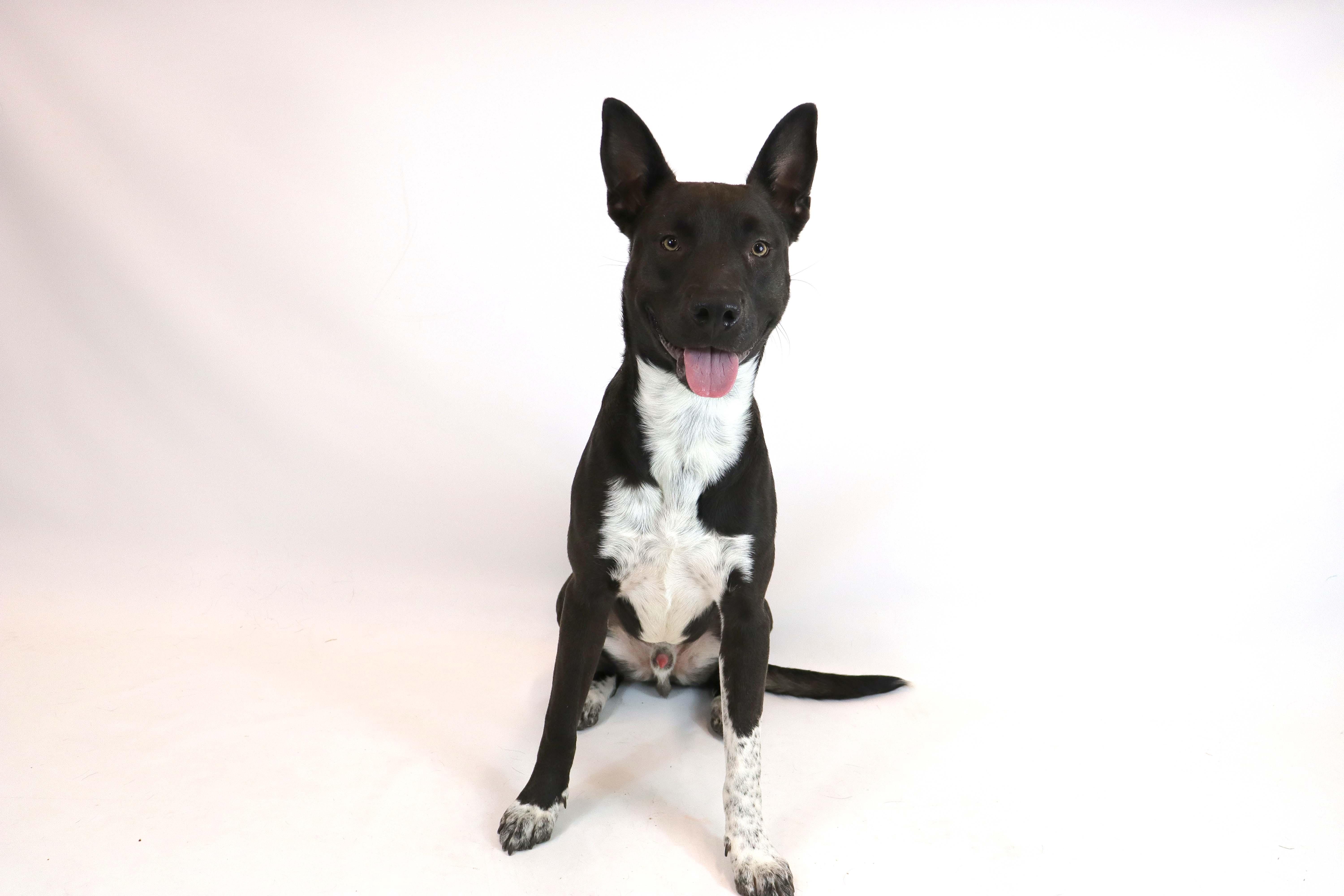 Enlarge Finn, a Adoptable mixed breed in Clovis, CA image 5/5