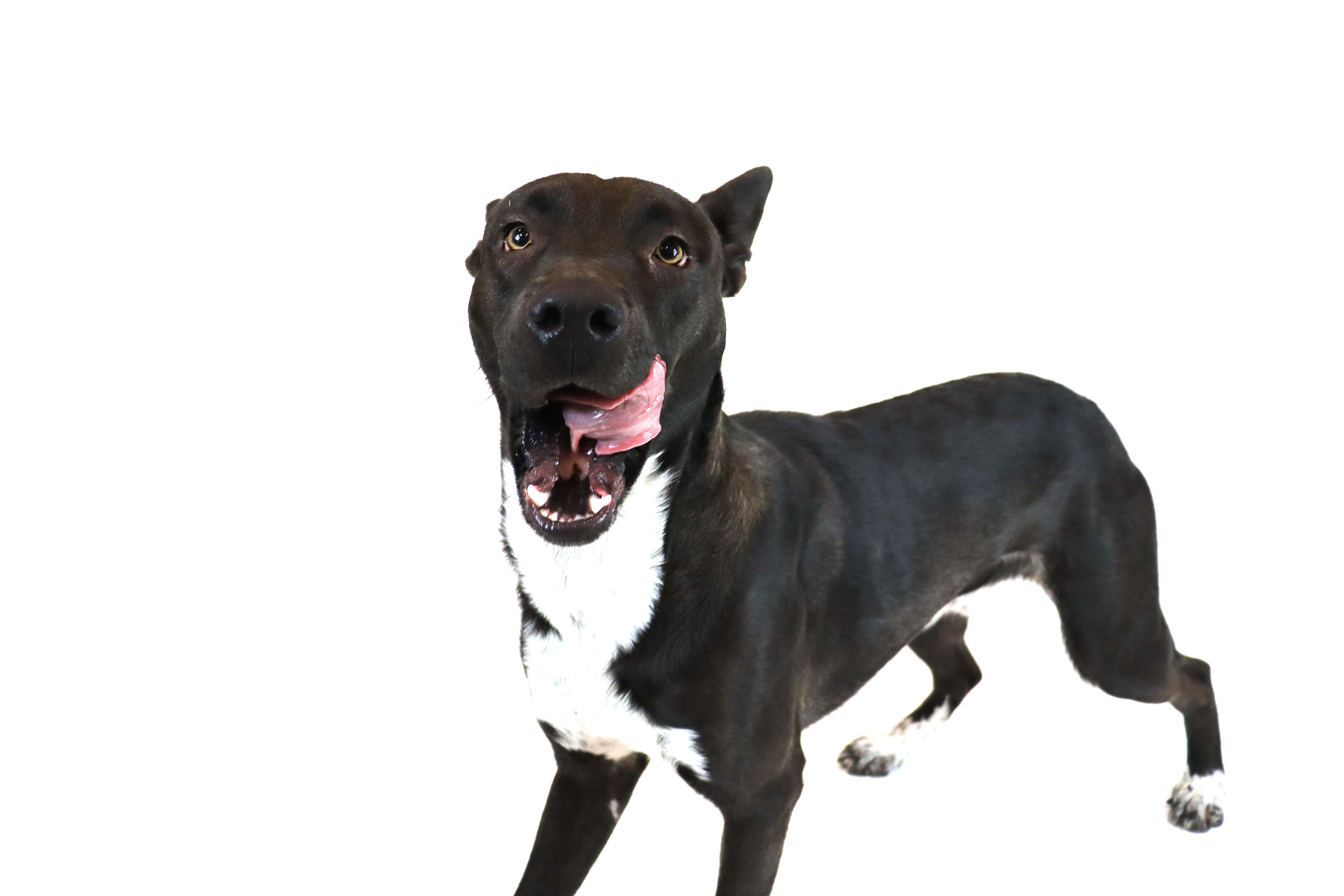 Enlarge Finn, a Adoptable mixed breed in Clovis, CA image 4/5