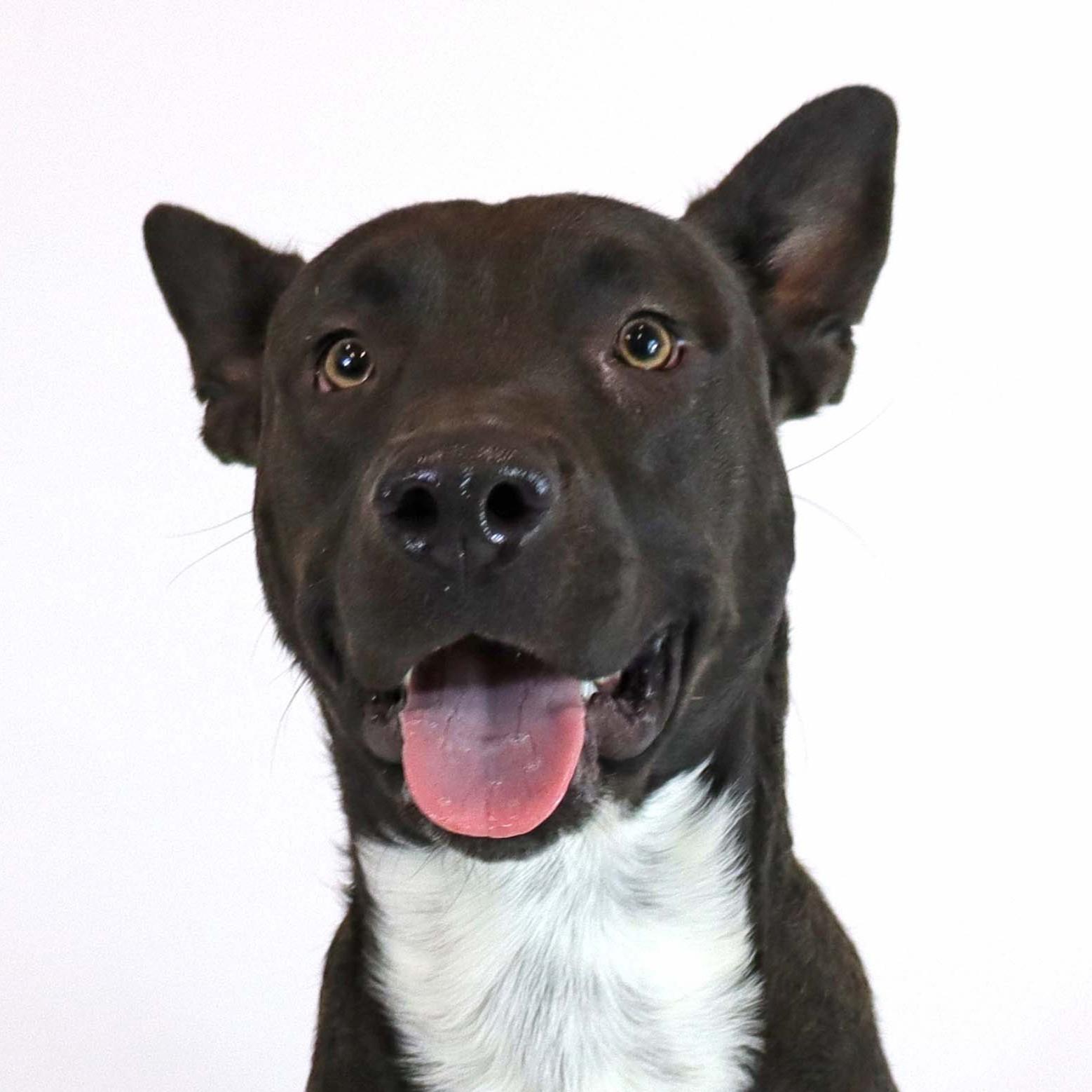 Finn, Adoptable, Young Male Australian Cattle Dog / Blue Heeler & Pit Bull Terrier.