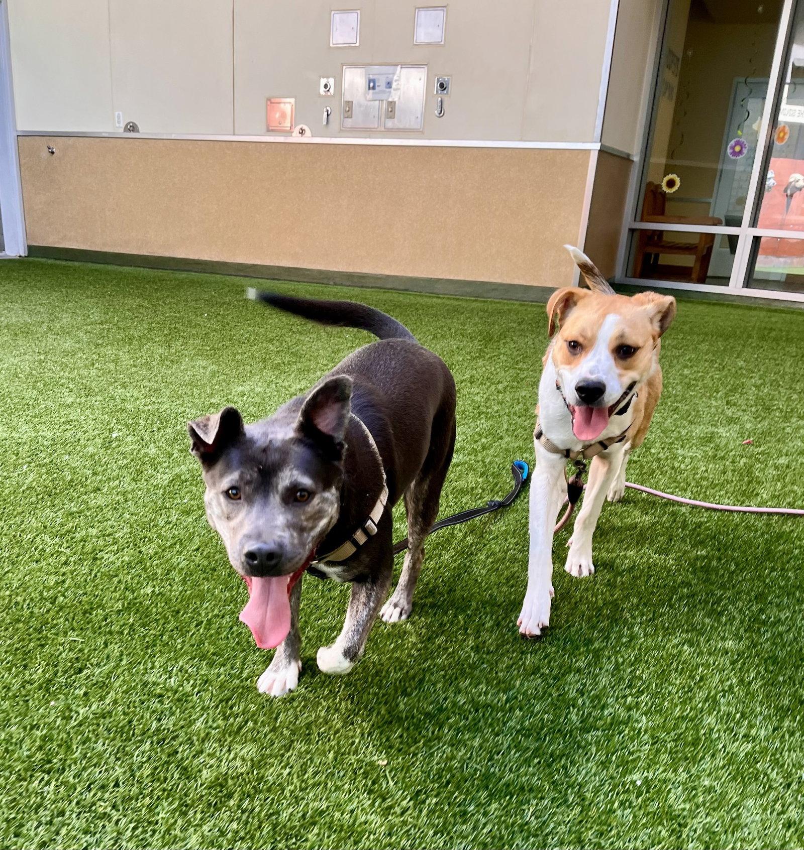 Miso, a Adoptable mixed breed in Burlingame, CA image 1/3