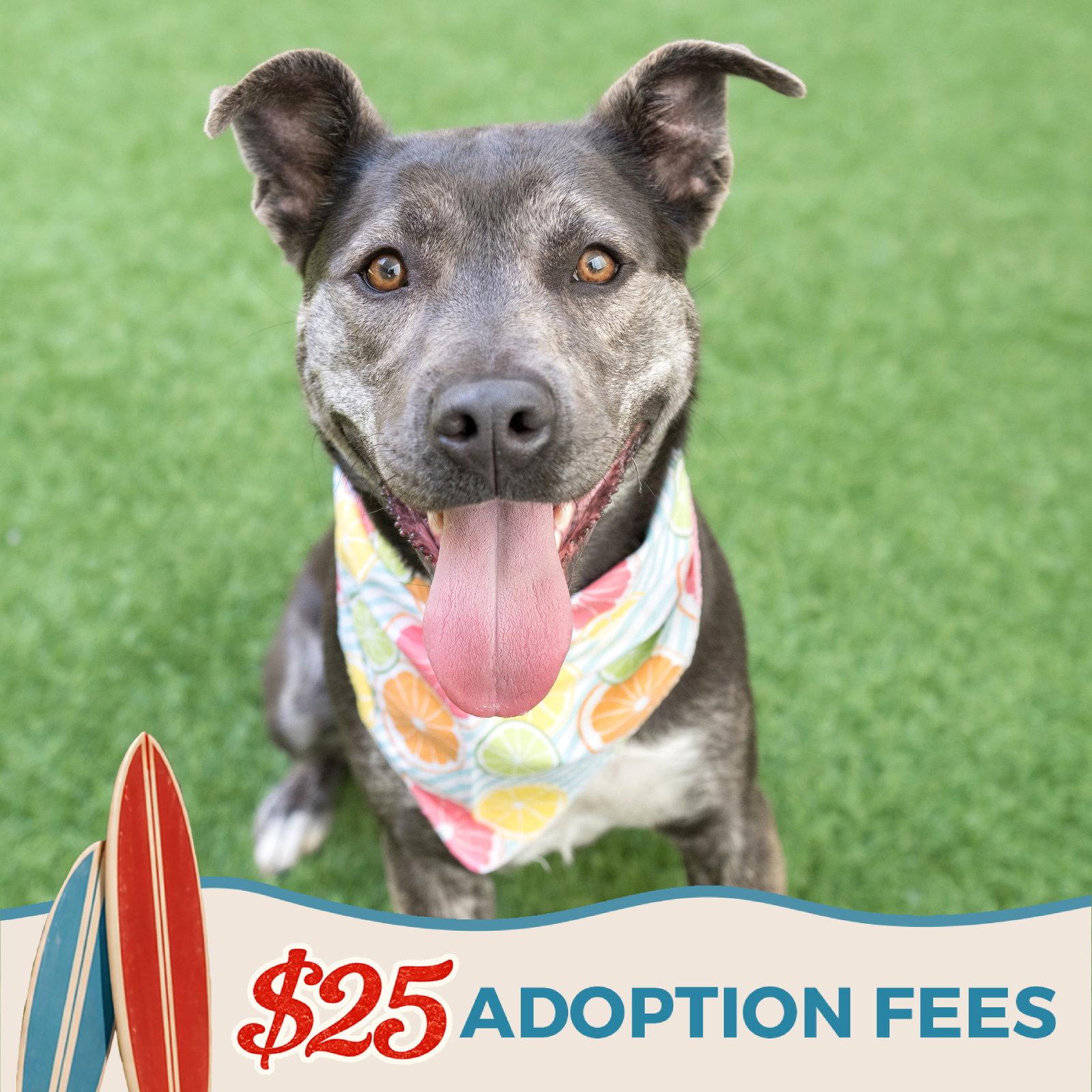 Enlarge Miso, a Adoptable mixed breed in Burlingame, CA image 2/3