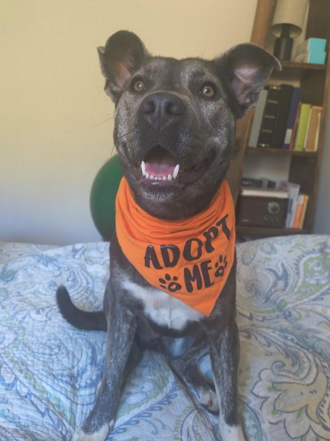 Miso, a Adoptable mixed breed in Burlingame, CA image 2/3