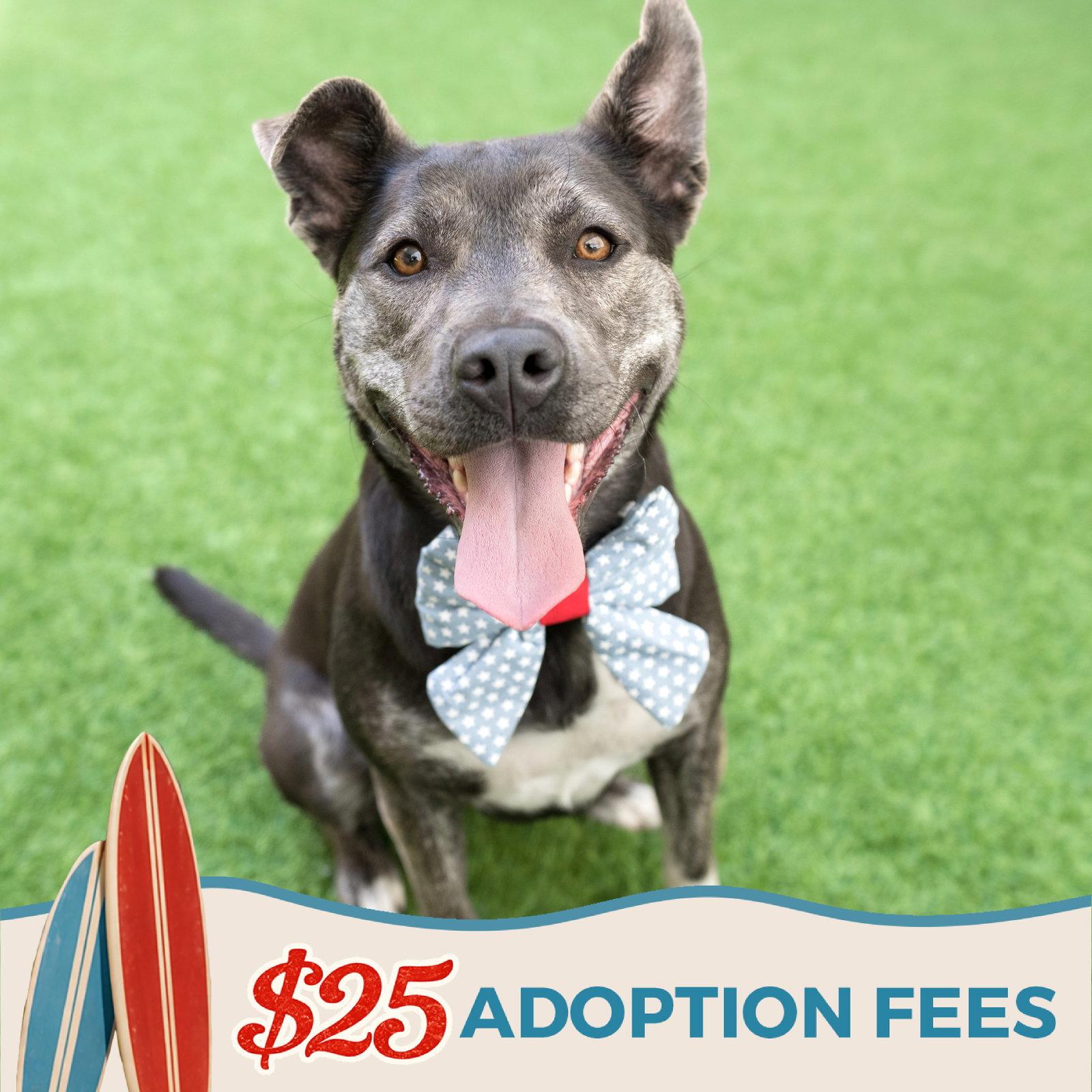 Miso, a Adoptable mixed breed in Burlingame, CA image 3/3