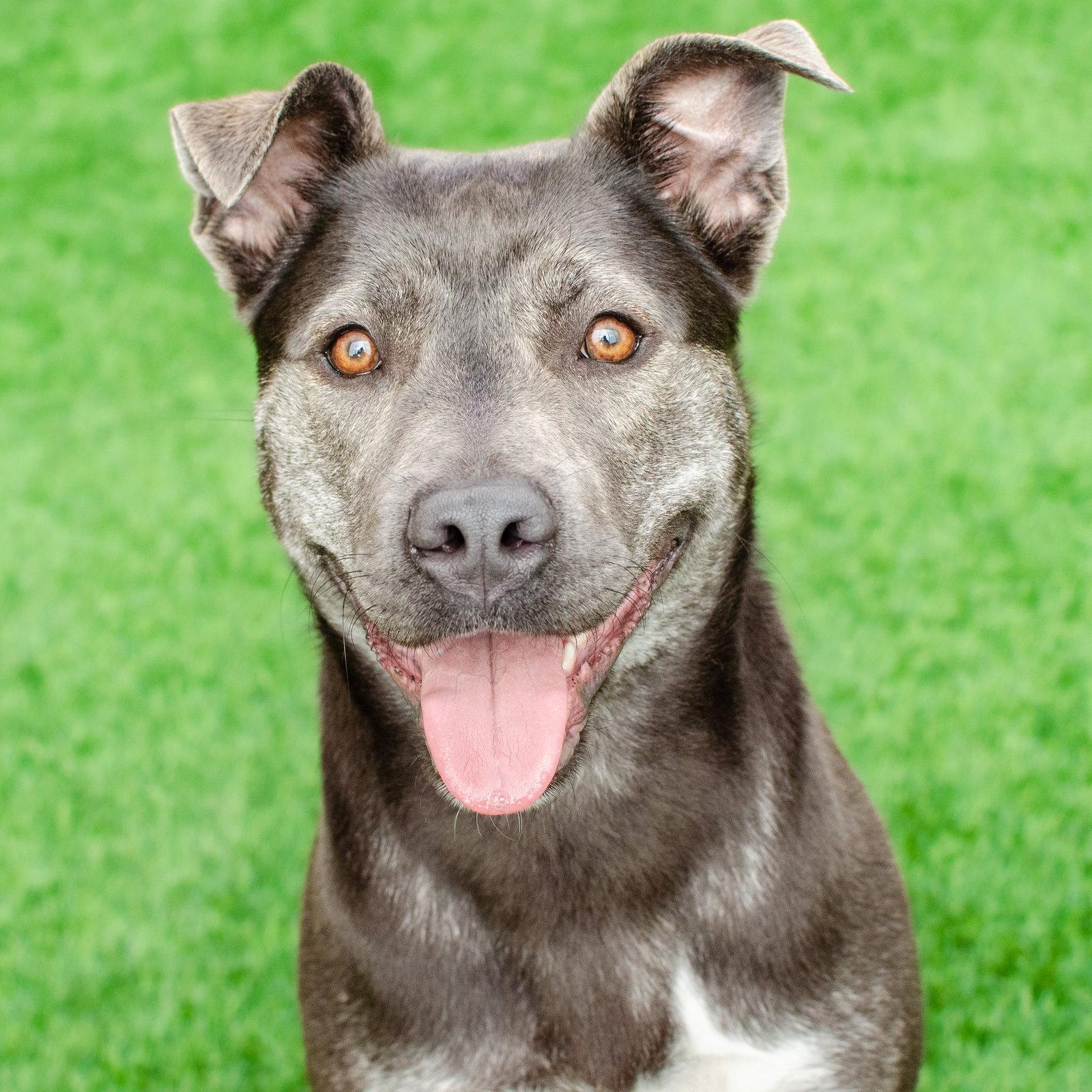 Miso, Adoptable, Adult Female Siberian Husky & Pit Bull Terrier.