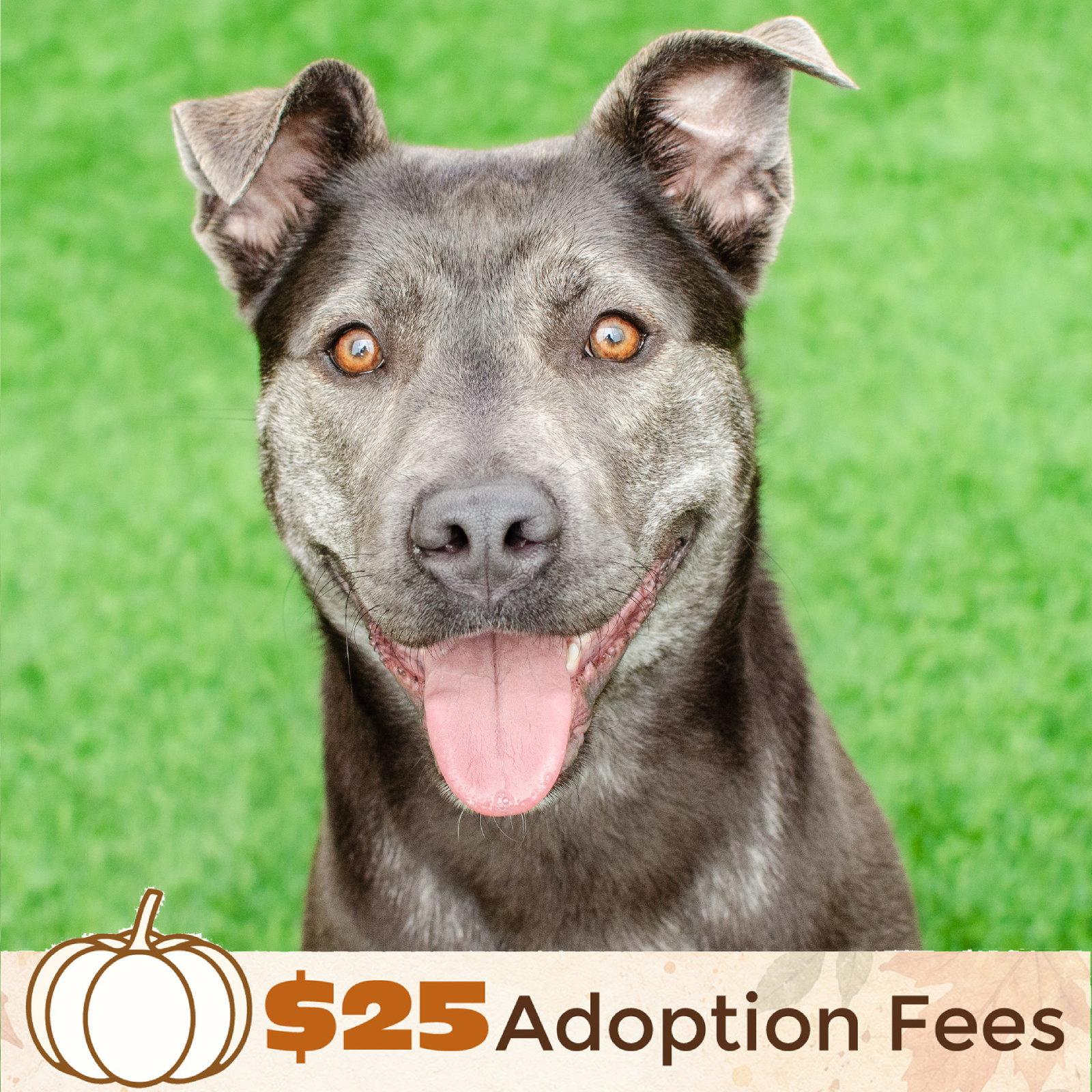 Enlarge Miso, a Adoptable mixed breed in Burlingame, CA image 3/3
