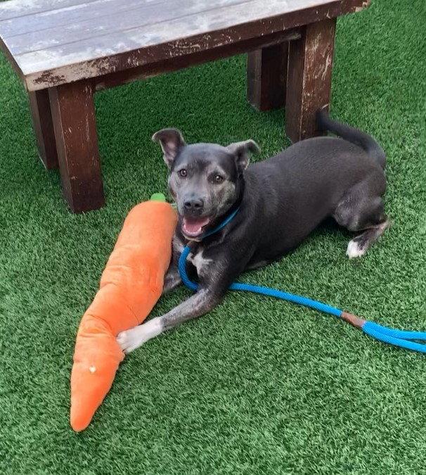 Enlarge Miso, a Adoptable mixed breed in Burlingame, CA image 3/3