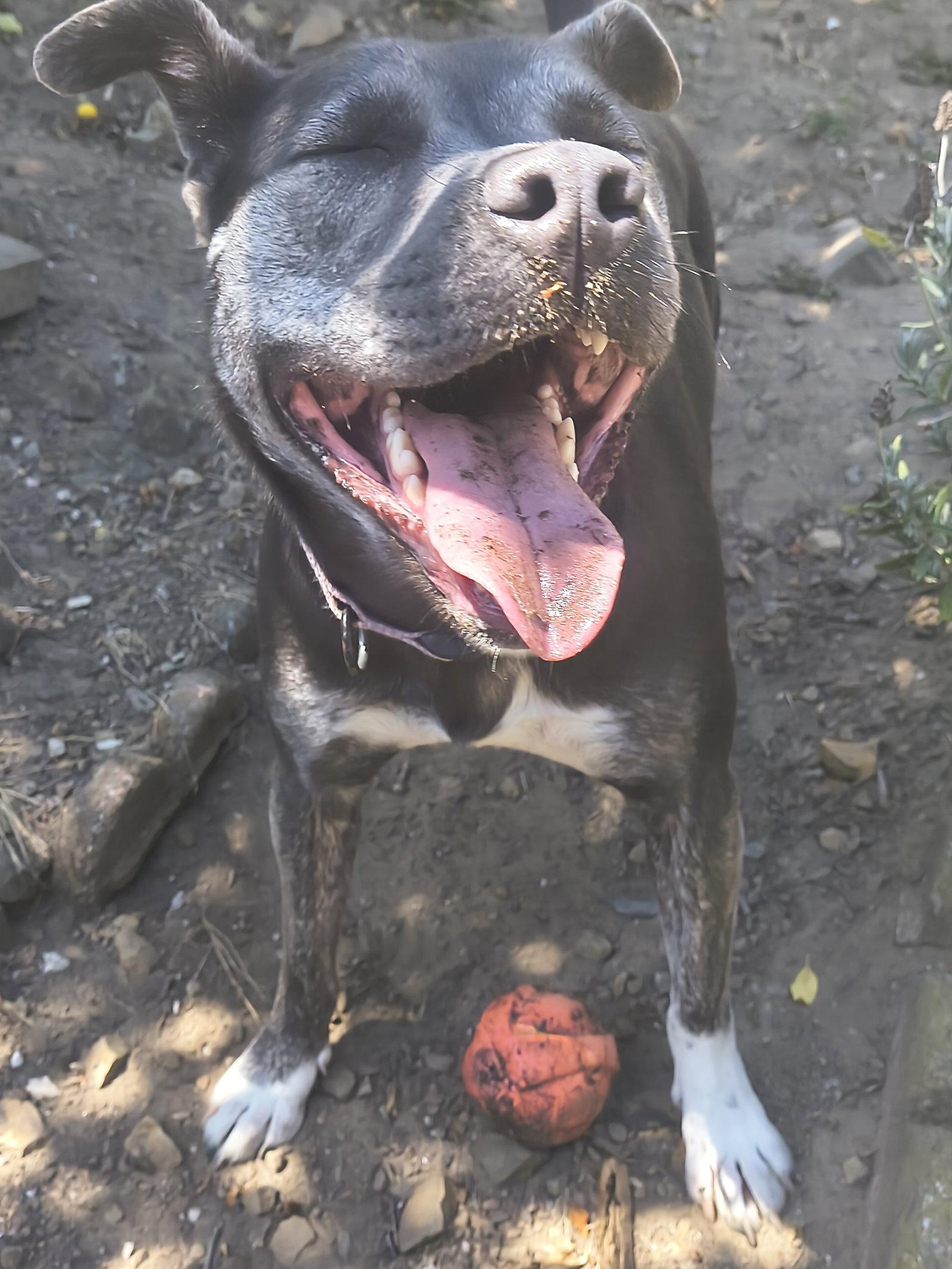 Miso, a Adoptable mixed breed in Burlingame, CA image 3/3