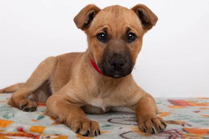 Kiki, Adoptable, Puppy Female American Staffordshire Terrier & Black Mouth Cur.