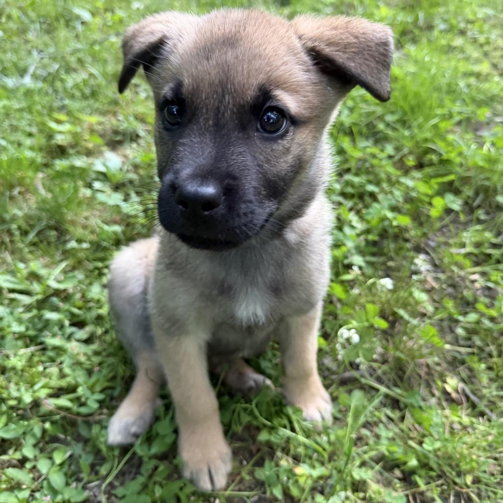 NY John (Foster in Brewster), Adoptable, Puppy Male Labrador Retriever & Shepherd.