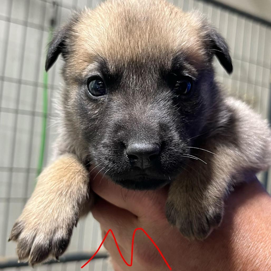 NY John avail Jun 13 (Choice Pet Carmel), a Adoptable mixed breed in Stormville, NY image 1/3
