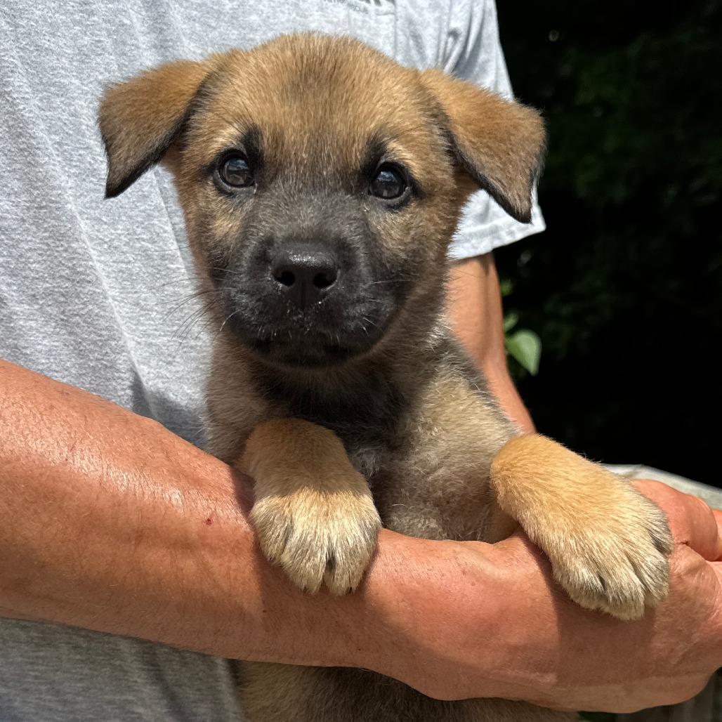 NY John avail Jun 13 (Choice Pet Carmel), a Adoptable mixed breed in Stormville, NY image 2/3