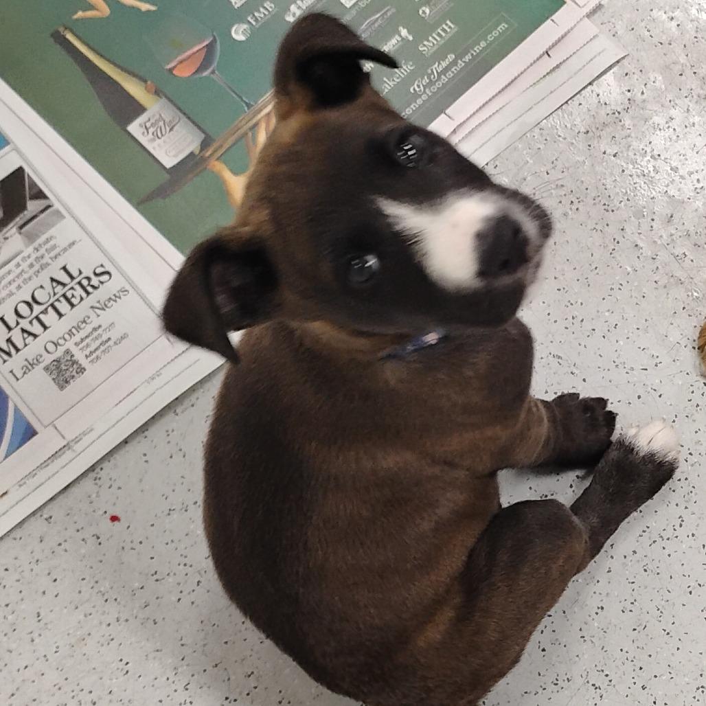 Lucy, Adoptable, Puppy Female Mixed Breed.