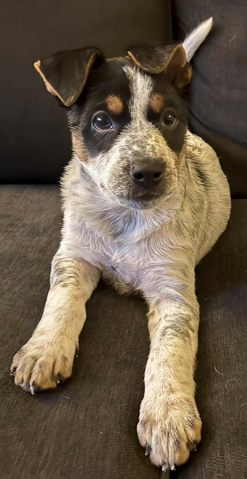 Enlarge Thor (Superhero litter), a Adoptable mixed breed in Silvana, WA image 2/6