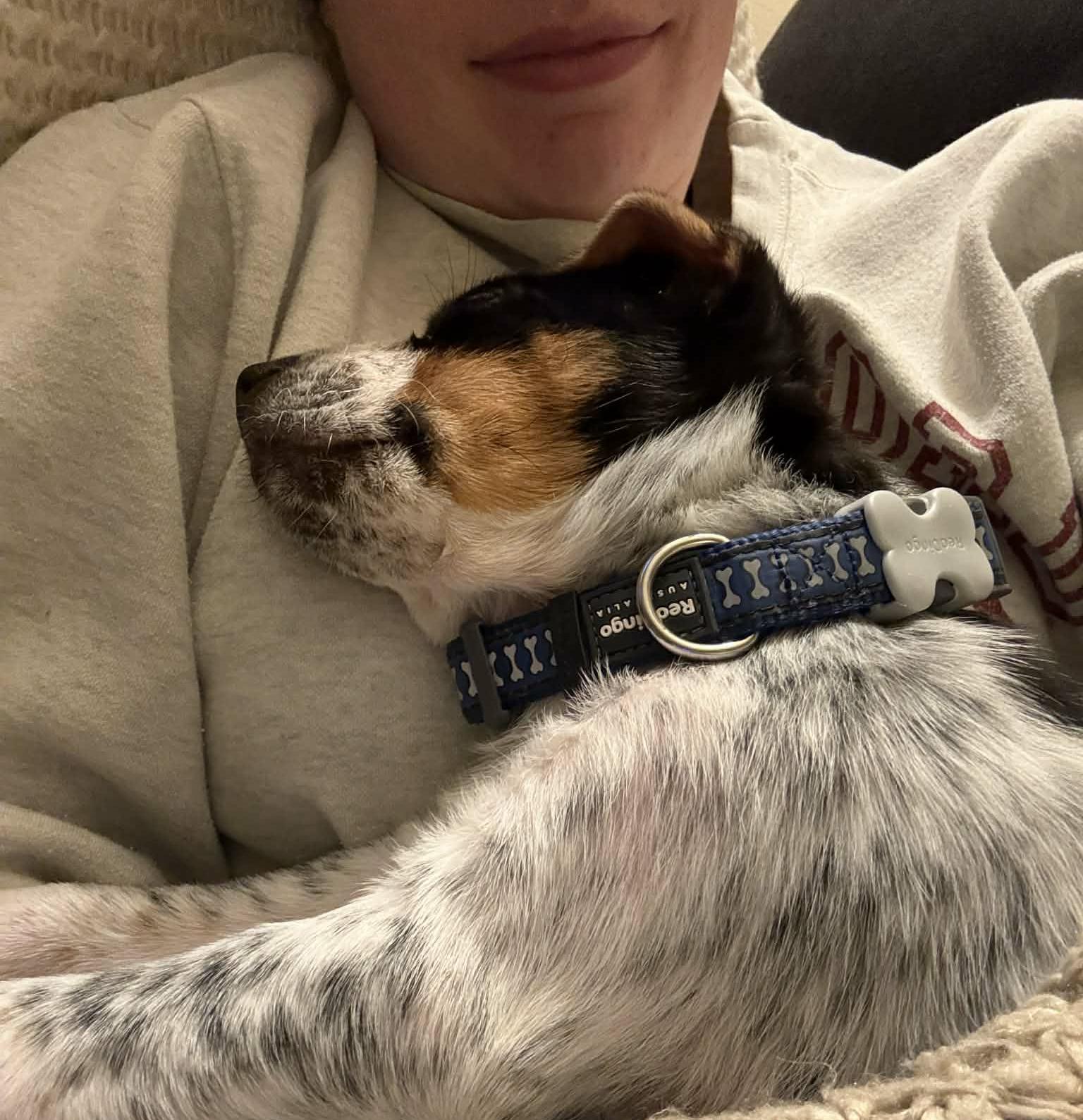 Enlarge Thor (Superhero litter), a Adoptable mixed breed in Silvana, WA image 4/6