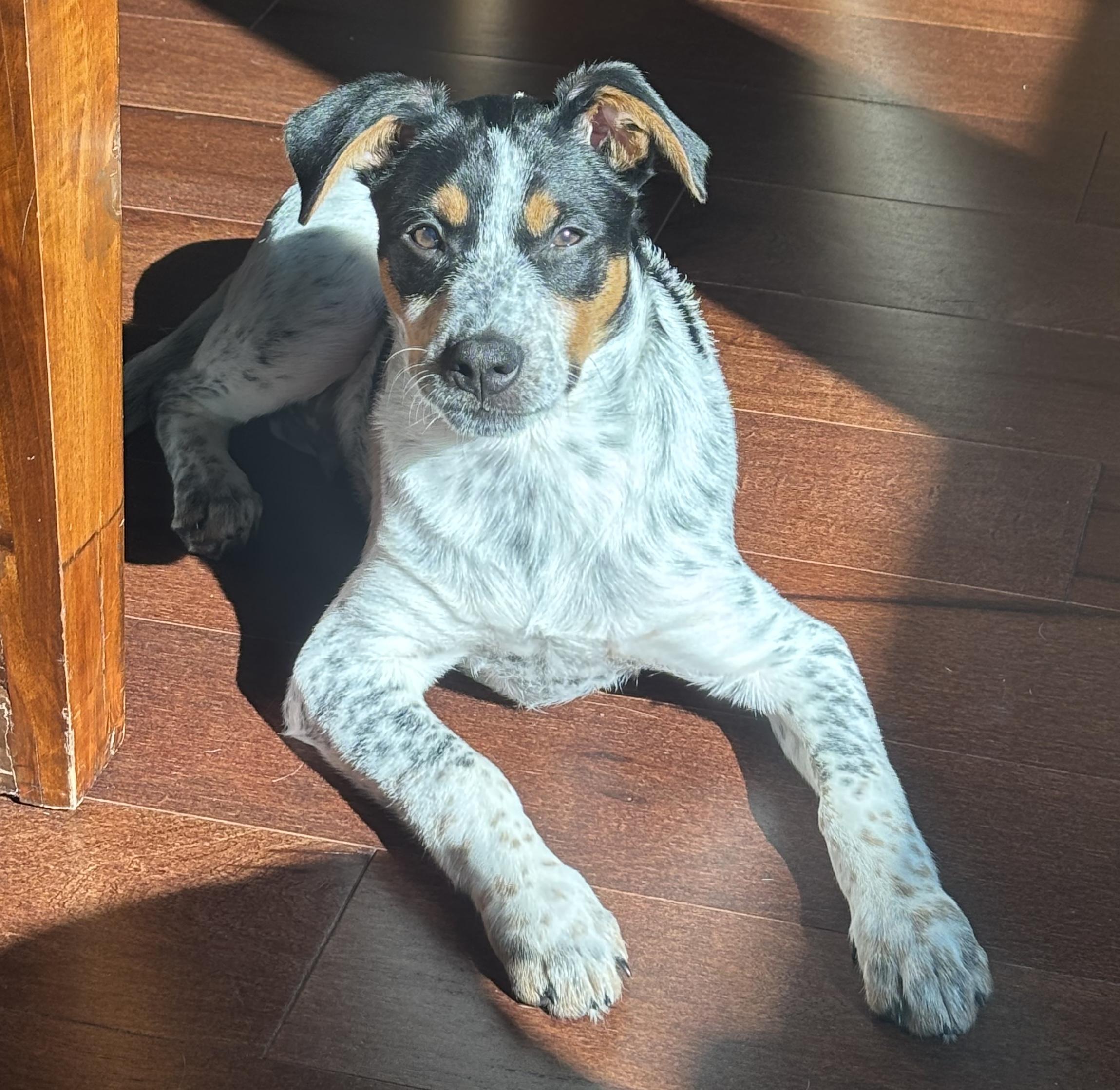Thor (Superhero litter), an adoptable mixed breed in Silvana, WA image 2/6