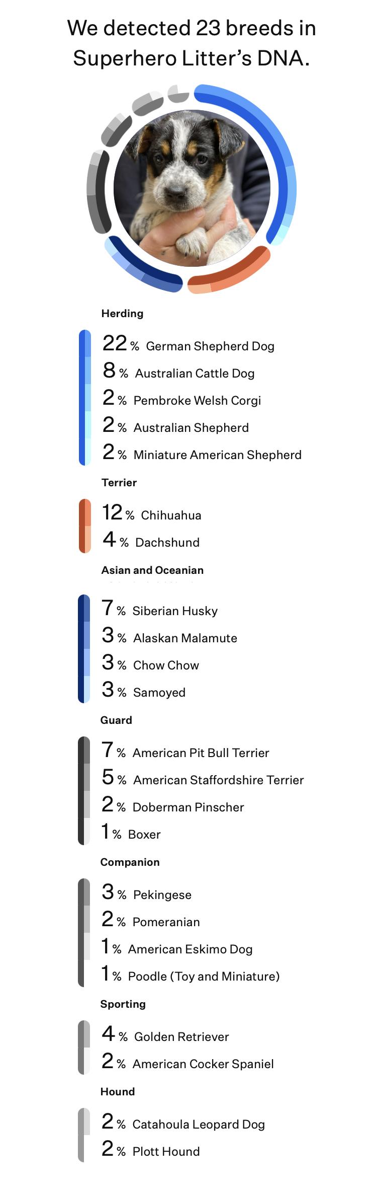Enlarge Thor (Superhero litter), a Adoptable mixed breed in Silvana, WA image 5/6