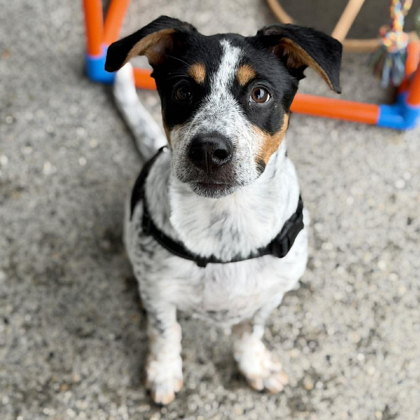 Thor (Superhero litter), adoptable, Puppy Male Australian Cattle Dog / Blue Heeler & German Shepherd Dog.