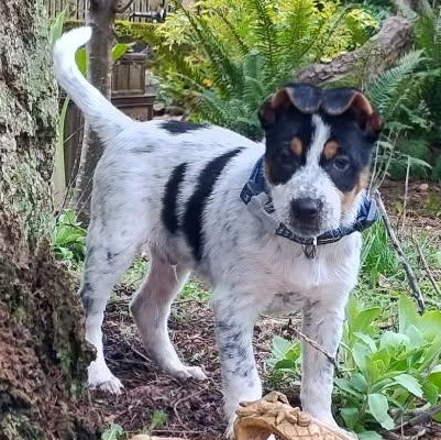 Thor (Superhero litter), Adoptable, Puppy Male Australian Cattle Dog / Blue Heeler & German Shepherd Dog.