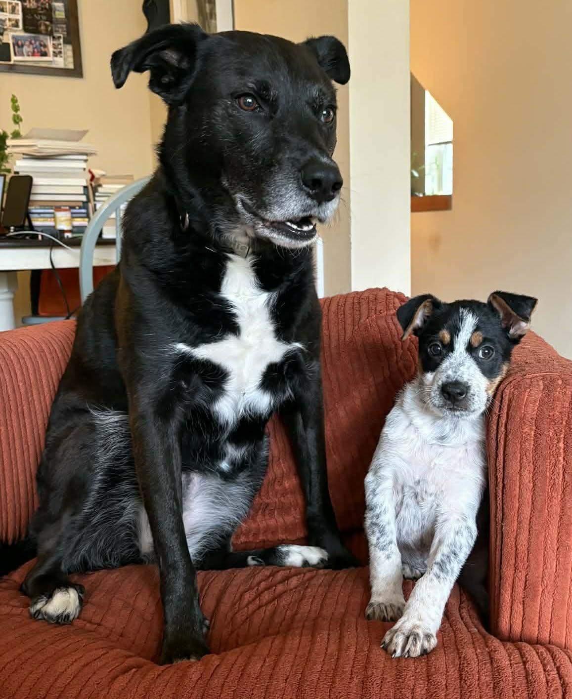 Enlarge Thor (Superhero litter), a Adoptable mixed breed in Silvana, WA image 3/6