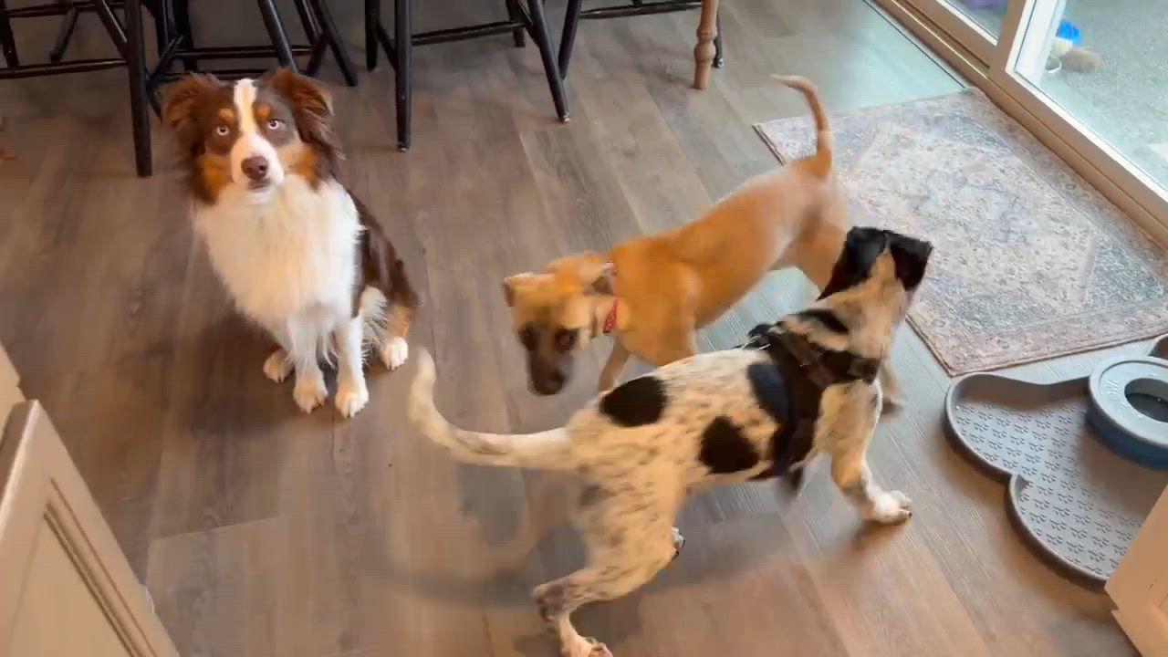 Enlarge Thor (Superhero litter), an adoptable mixed breed in Silvana, WA video 6/6