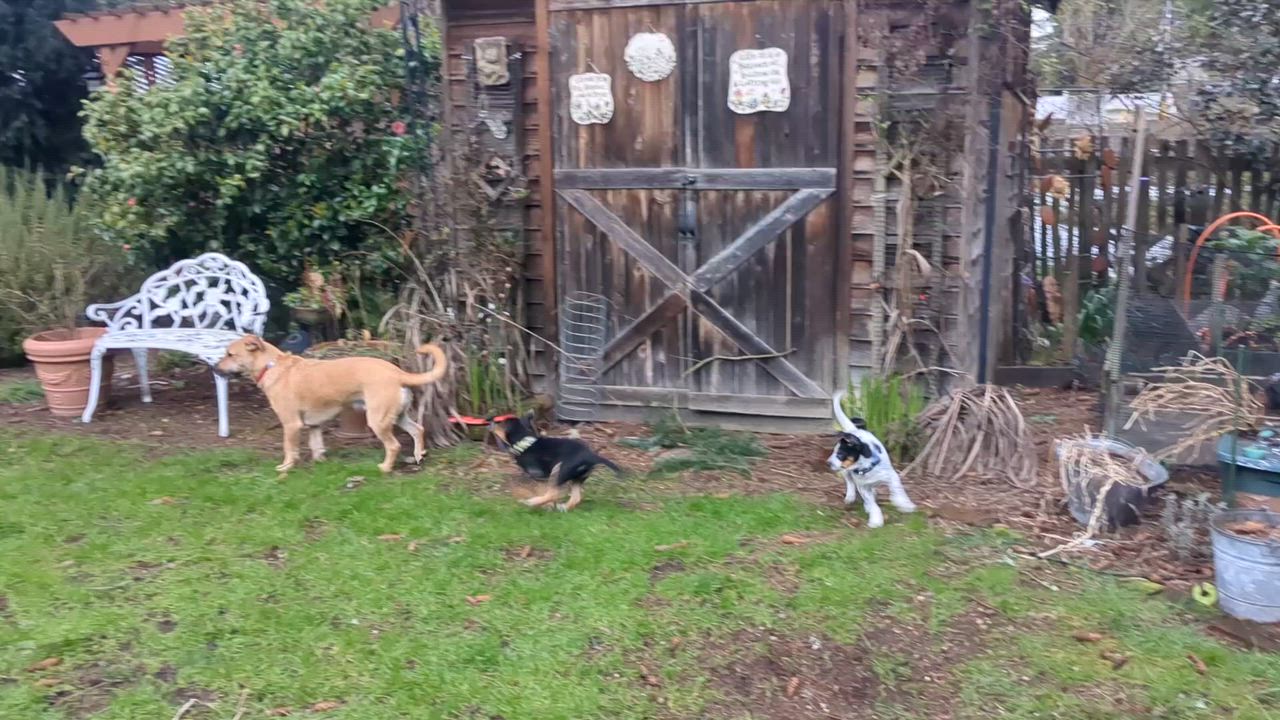 Enlarge Thor (Superhero litter), a Adoptable mixed breed in Silvana, WA video 6/6