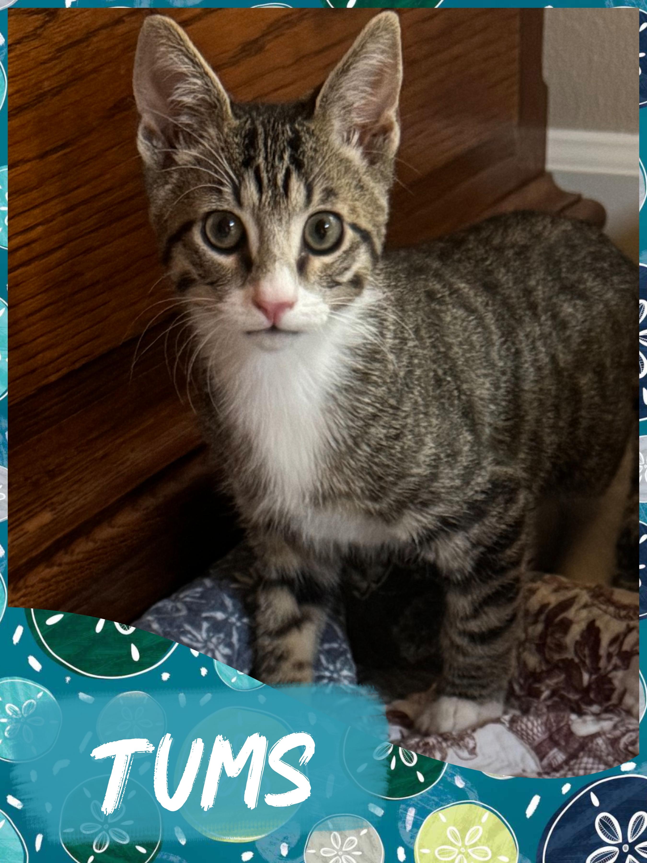 Tums, a ADOPTABLE Tabby in Pasco, WA image 1/5
